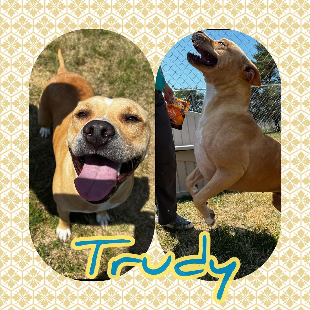 Trudy