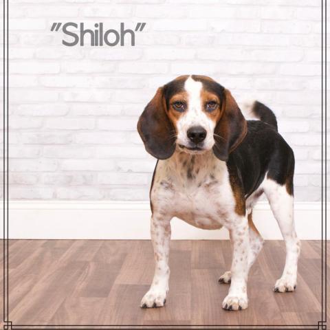 Shiloh