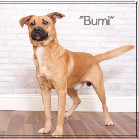 Bumi