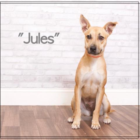 Jules