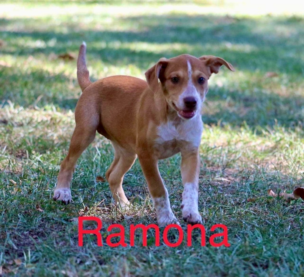 Ramona Raisin