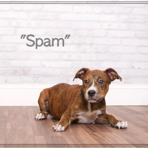 Spam