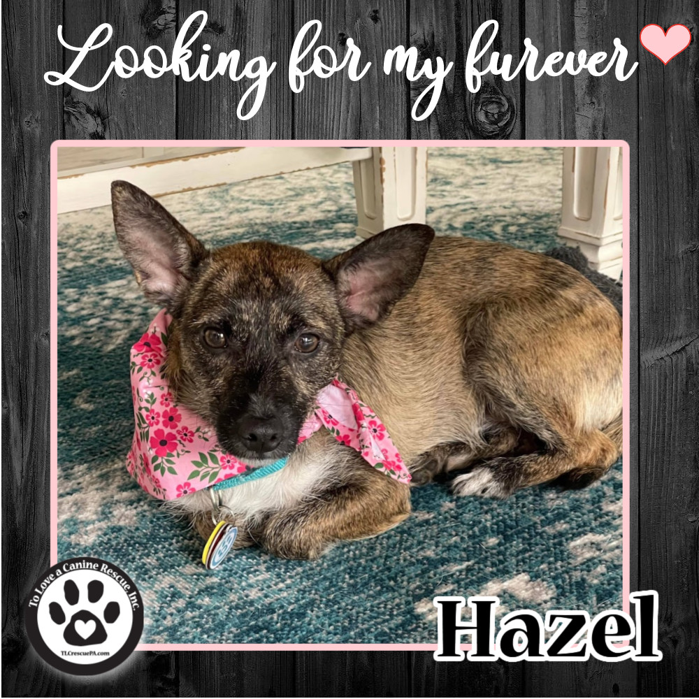 Hazel 101522