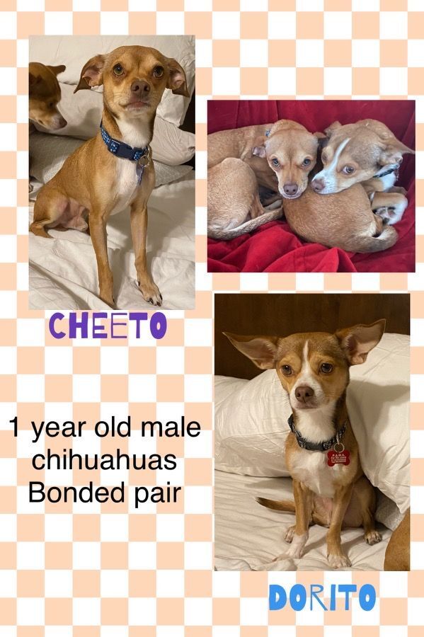 CHEETO AND DORITO - 1 YEAR CHIHUAHUA MALES BONDED PAIR FULL OF LOVE