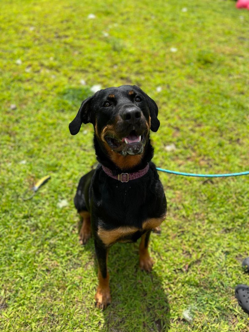 Nala, an adoptable Rottweiler in Elizabethtown, NY, 12932 | Photo Image 1