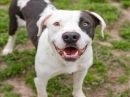 OZZY's profile on Petfinder.com
