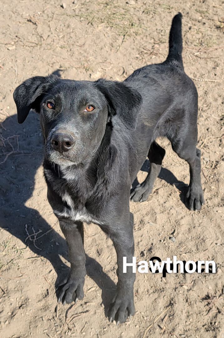 Hawthorn, an adoptable Labrador Retriever Mix in Madras, OR_image-2