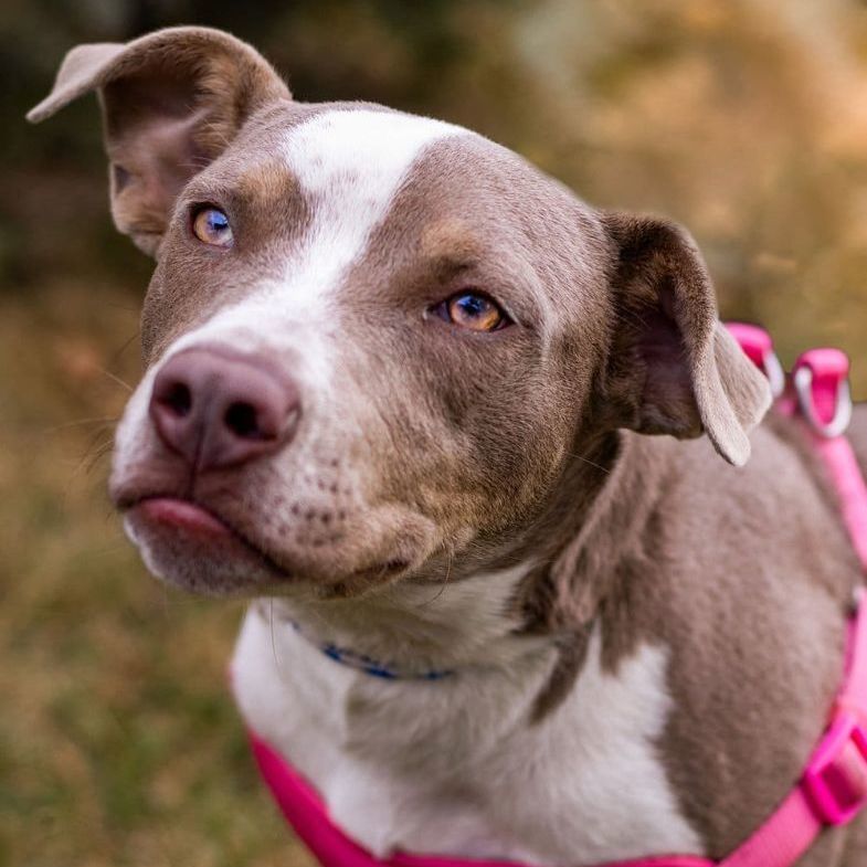Bougie, an adoptable Pit Bull Terrier in Minneapolis, MN, 55430 | Photo Image 2