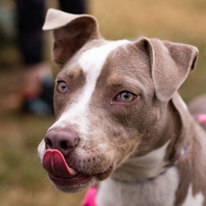 Bougie, an adoptable Pit Bull Terrier in Minneapolis, MN, 55430 | Photo Image 2
