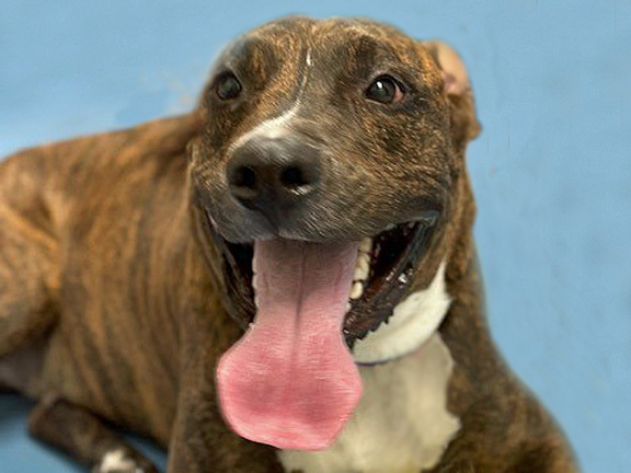 TOAST*, an adoptable Pit Bull Terrier in Tucson, AZ, 85745 | Photo Image 1