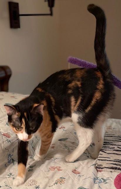 saffron, an adopted Calico & Domestic Short Hair Mix in Centreville, VA_image-3