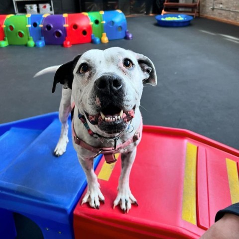 Oreo, an adoptable English Bulldog, Pit Bull Terrier in Chicago, IL, 60647 | Photo Image 1