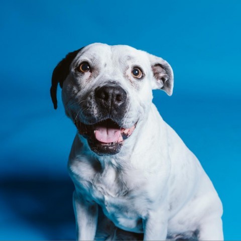 Oreo, an adoptable English Bulldog, Pit Bull Terrier in Chicago, IL, 60647 | Photo Image 1