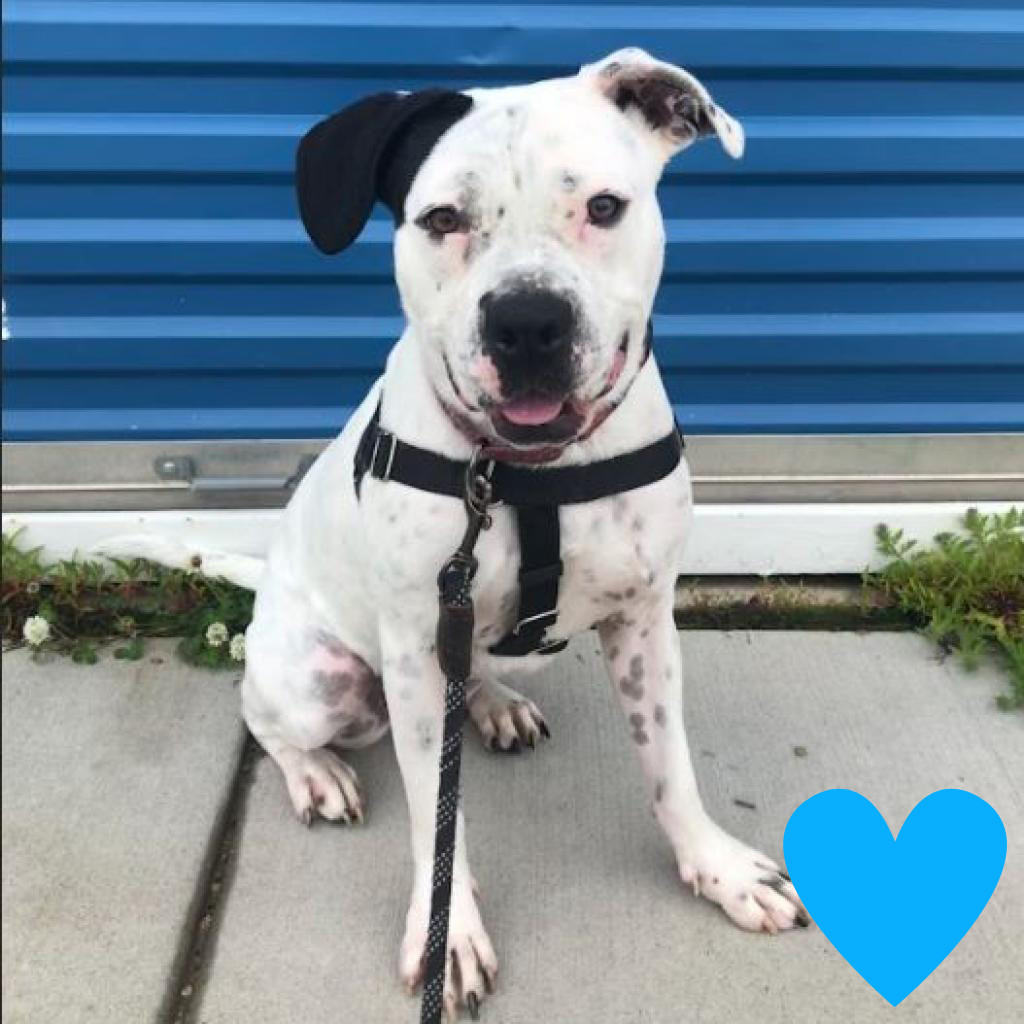 Oreo, an adoptable English Bulldog, Pit Bull Terrier in Chicago, IL, 60647 | Photo Image 1