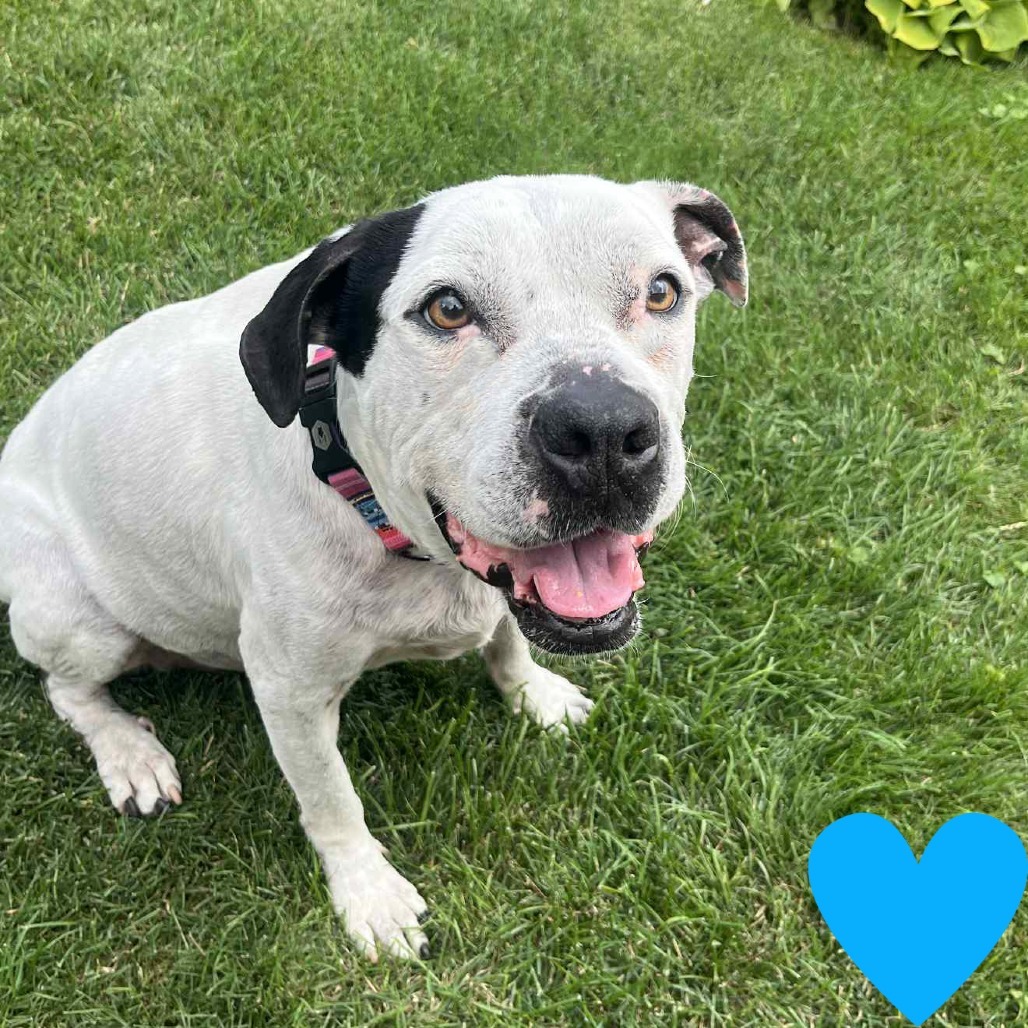 Oreo, an adoptable English Bulldog, Pit Bull Terrier in Chicago, IL, 60647 | Photo Image 1