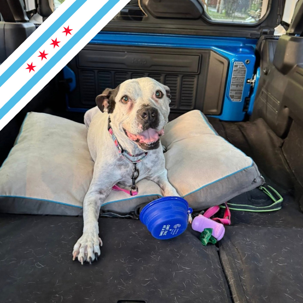 Oreo, an adoptable English Bulldog, Pit Bull Terrier in Chicago, IL, 60647 | Photo Image 1