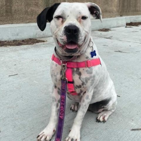 Oreo, an adoptable English Bulldog, Pit Bull Terrier in Chicago, IL, 60647 | Photo Image 2
