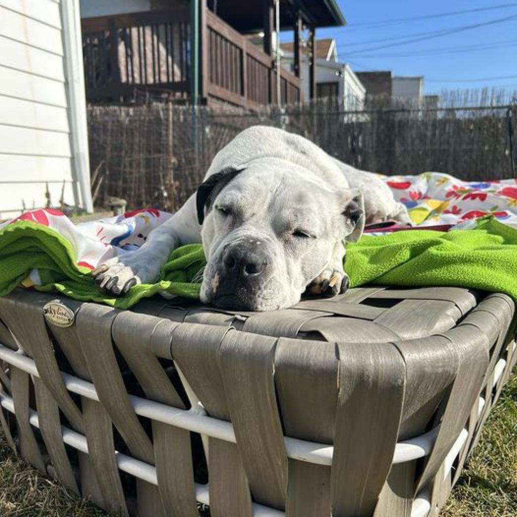 Oreo, an adoptable English Bulldog, Pit Bull Terrier in Chicago, IL, 60647 | Photo Image 2