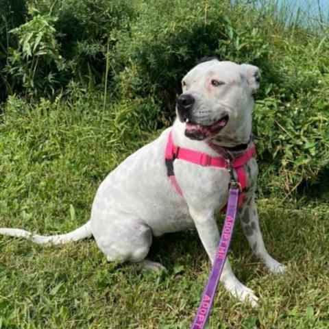 Oreo, an adoptable English Bulldog, Pit Bull Terrier in Chicago, IL, 60647 | Photo Image 3