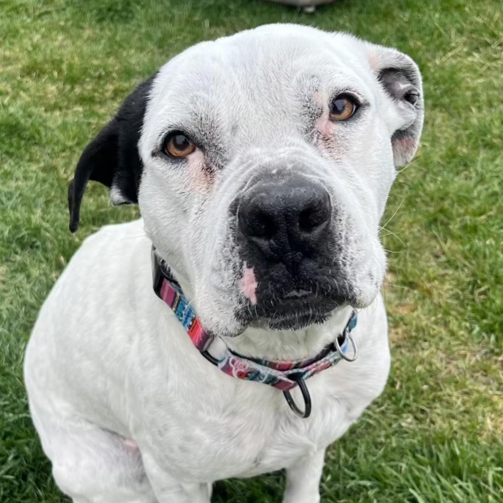 Oreo, an adoptable English Bulldog, Pit Bull Terrier in Chicago, IL, 60647 | Photo Image 3