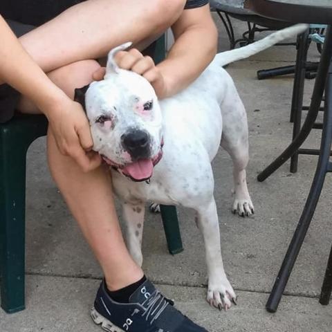 Oreo, an adoptable English Bulldog, Pit Bull Terrier in Chicago, IL, 60647 | Photo Image 4