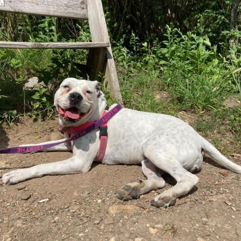 Oreo, an adoptable English Bulldog, Pit Bull Terrier in Chicago, IL, 60647 | Photo Image 5