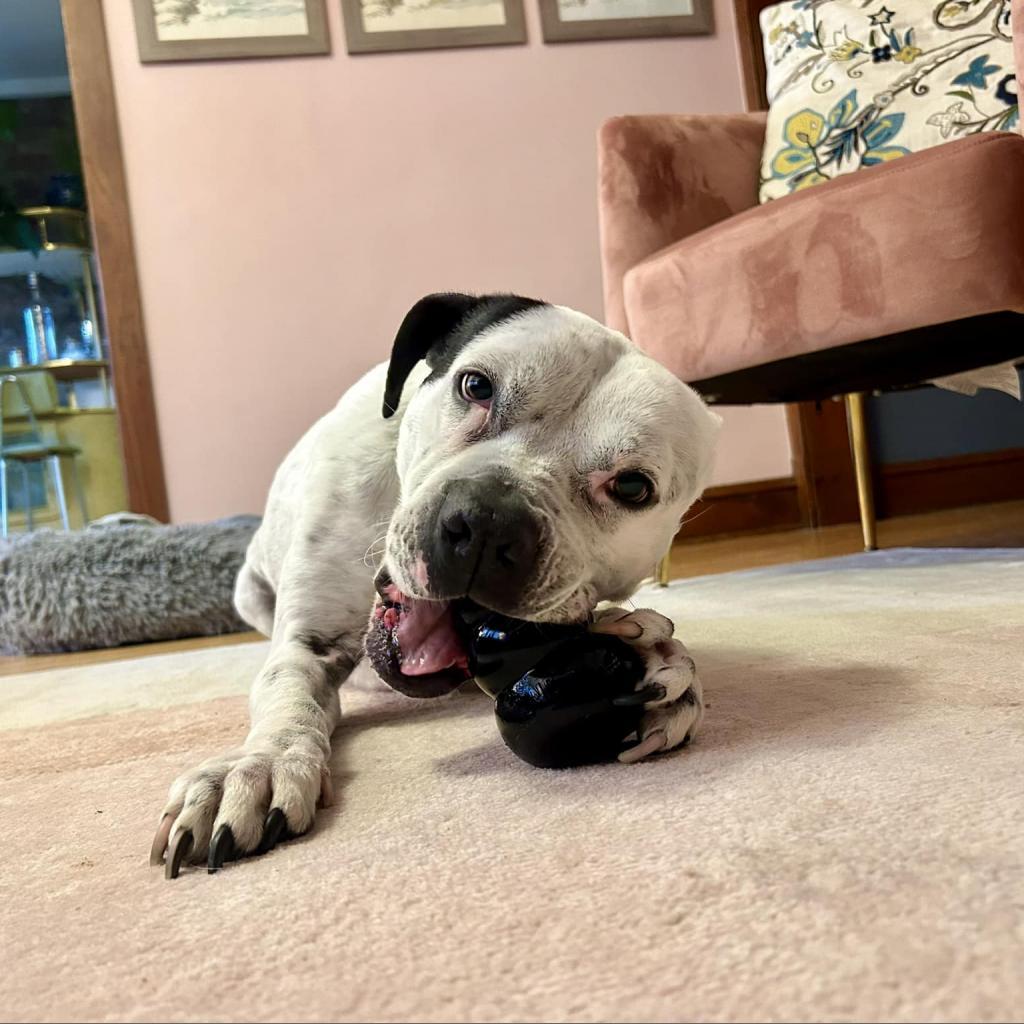 Oreo, an adoptable English Bulldog, Pit Bull Terrier in Chicago, IL, 60647 | Photo Image 5