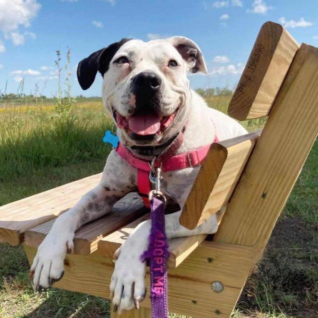 Oreo, an adoptable English Bulldog, Pit Bull Terrier in Chicago, IL, 60647 | Photo Image 5