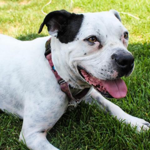 Oreo, an adoptable English Bulldog, Pit Bull Terrier in Chicago, IL, 60647 | Photo Image 6