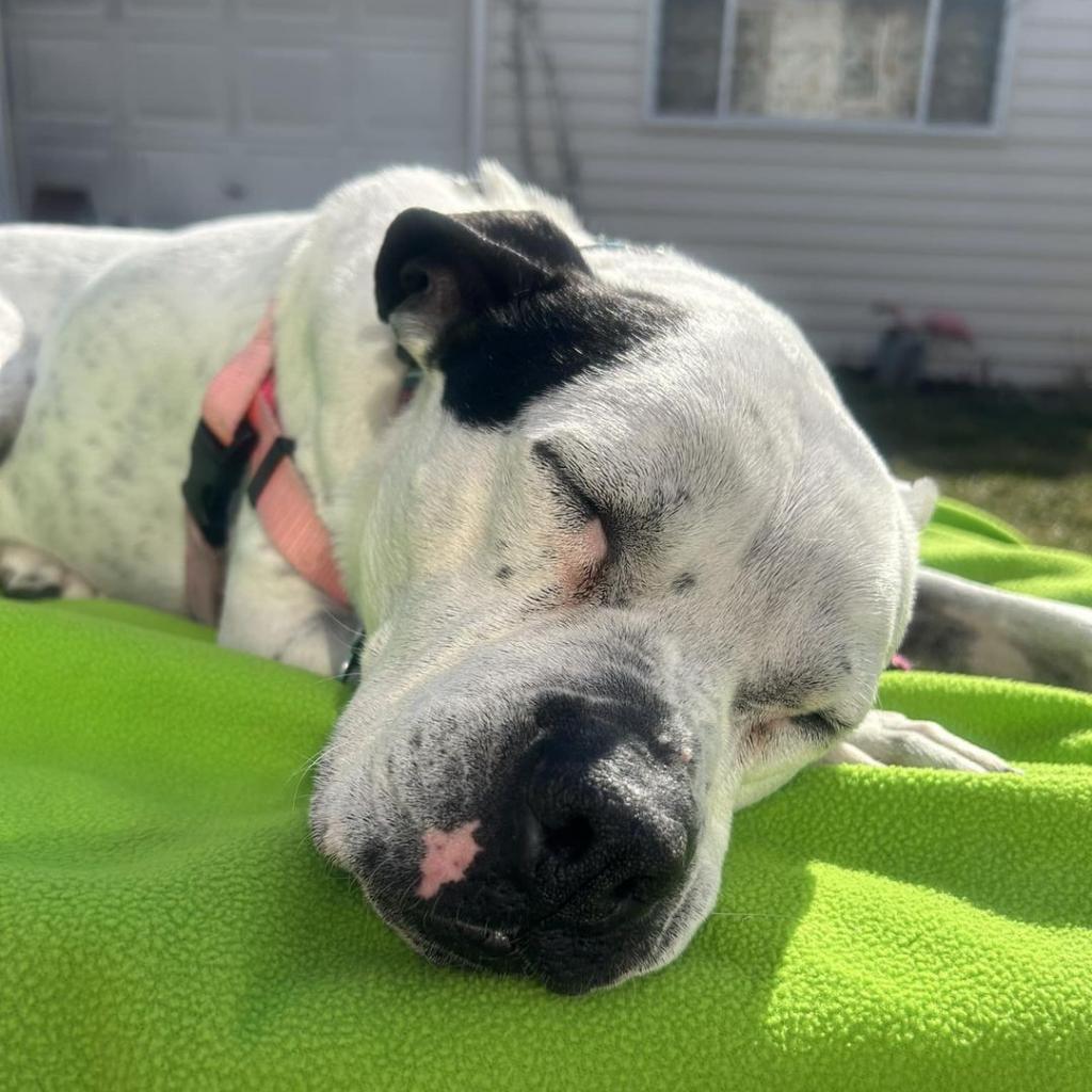 Oreo, an adoptable English Bulldog, Pit Bull Terrier in Chicago, IL, 60647 | Photo Image 6