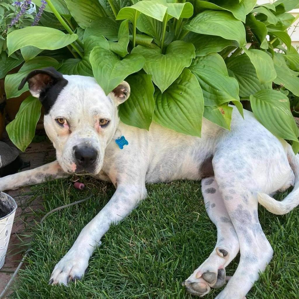 Oreo, an adoptable English Bulldog, Pit Bull Terrier in Chicago, IL, 60647 | Photo Image 6