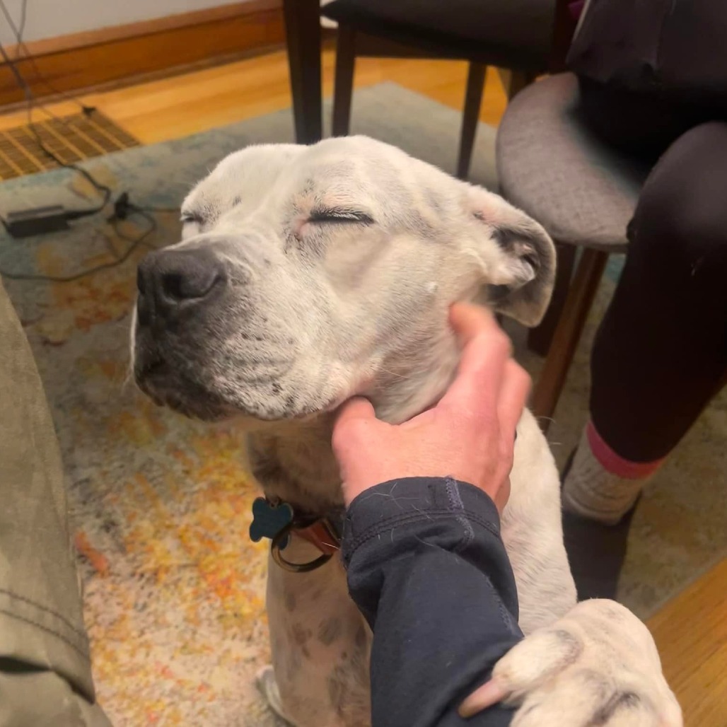 Oreo, an adoptable English Bulldog, Pit Bull Terrier in Chicago, IL, 60647 | Photo Image 6