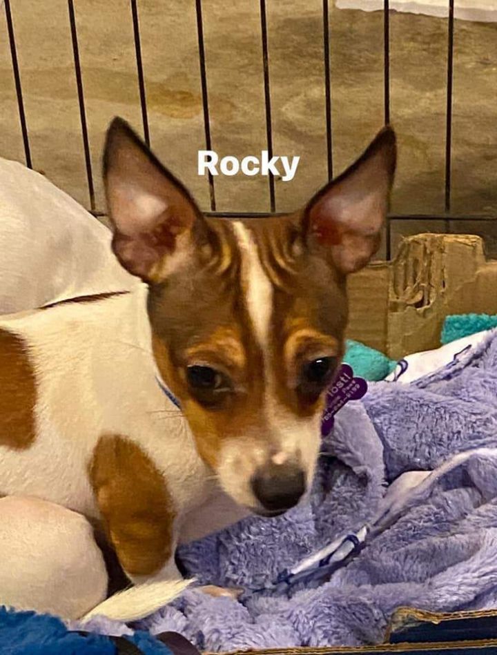 Rocky, an adoptable Jack Russell Terrier & Chihuahua Mix in Manhattan, KS_image-2