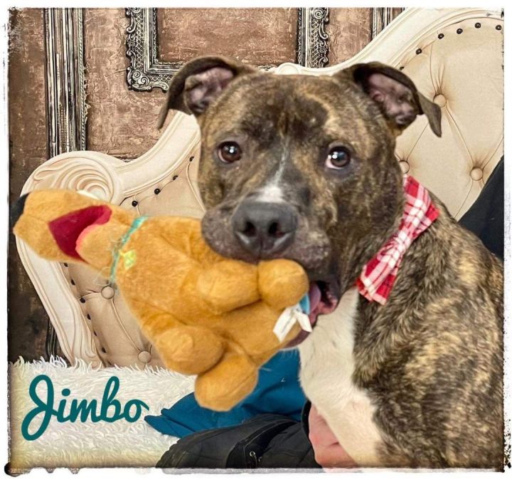JIMBO, an adoptable Terrier & Pit Bull Terrier Mix in Flint, MI_image-4