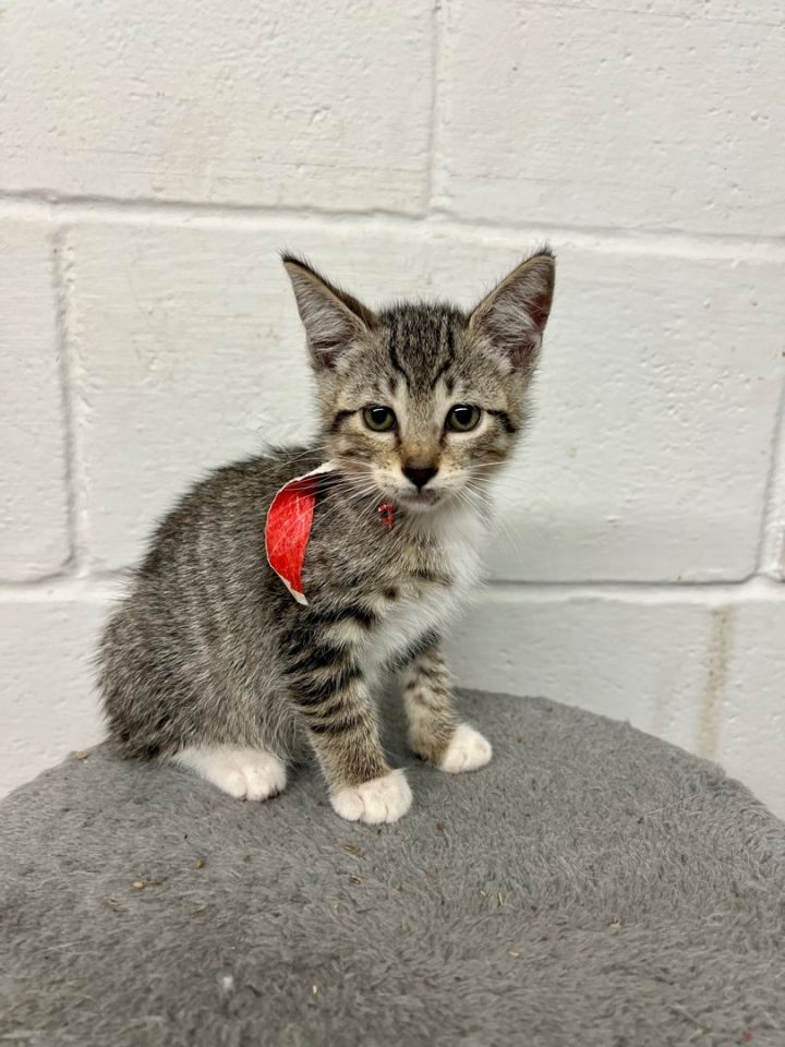 Gemmy , an adoptable Domestic Short Hair & Tabby Mix in Uvalde, TX_image-3