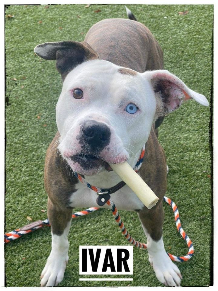 IVAR, an adopted Terrier & Pit Bull Terrier Mix in Flint, MI_image-1