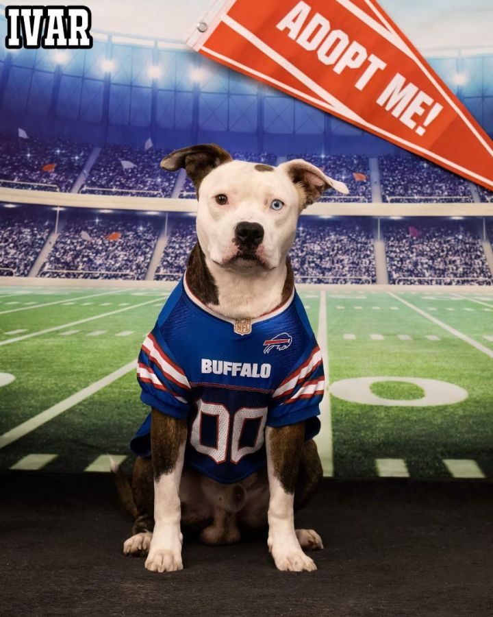 IVAR, an adopted Terrier & Pit Bull Terrier Mix in Flint, MI_image-5
