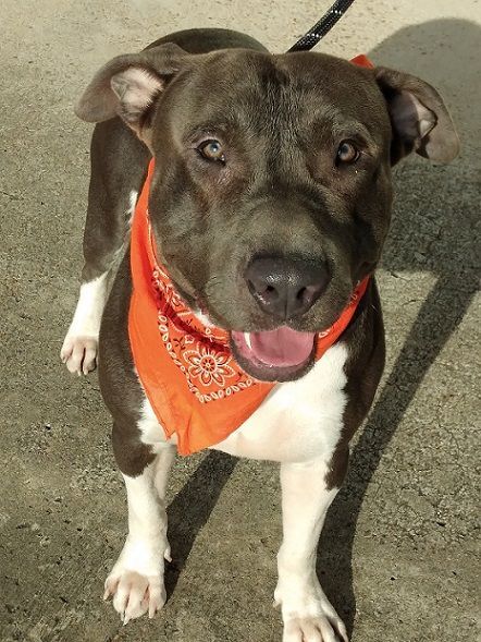 BLUE - Available to meet and greet in WA (BC-115592), an adoptable Pit Bull Terrier in Vancouver, BC, V5S 4K1 | Photo Image 3
