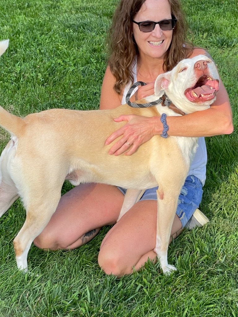 Buddy, an adoptable Pit Bull Terrier in Glenfield, NY, 13343 | Photo Image 1