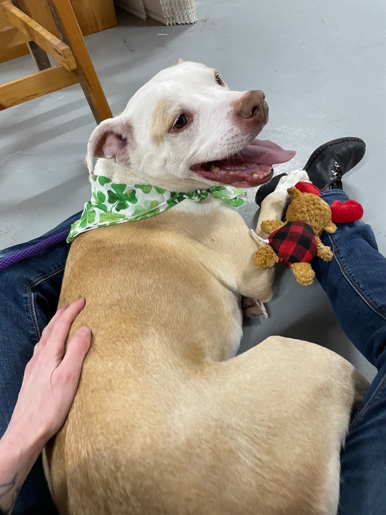 Buddy, an adoptable Pit Bull Terrier in Glenfield, NY, 13343 | Photo Image 1
