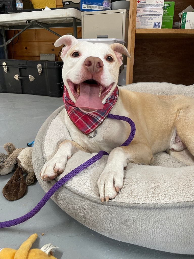 Buddy, an adoptable Pit Bull Terrier in Glenfield, NY, 13343 | Photo Image 1
