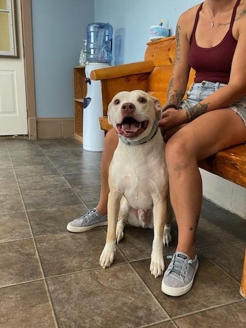 Buddy, an adoptable Pit Bull Terrier in Glenfield, NY, 13343 | Photo Image 2