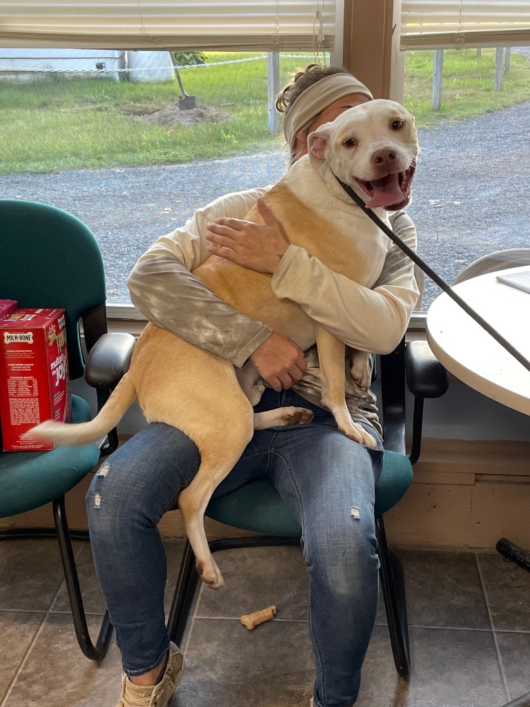 Buddy, an adoptable Pit Bull Terrier in Glenfield, NY, 13343 | Photo Image 3