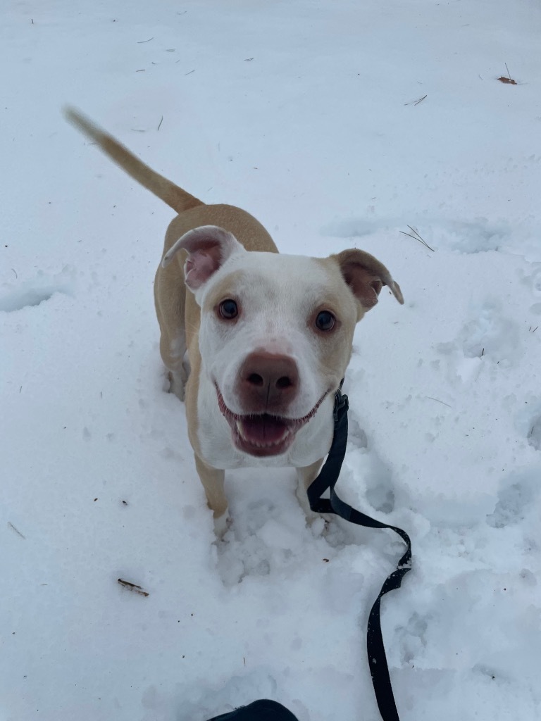 Buddy, an adoptable Pit Bull Terrier in Glenfield, NY, 13343 | Photo Image 5