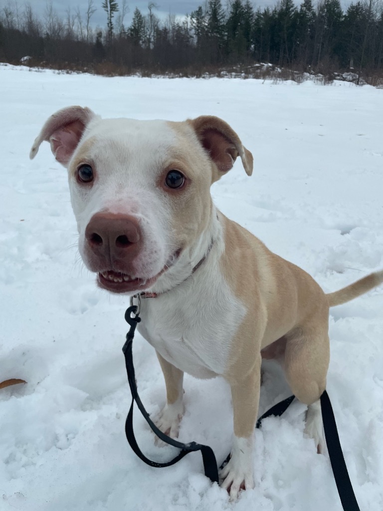 Buddy, an adoptable Pit Bull Terrier in Glenfield, NY, 13343 | Photo Image 6