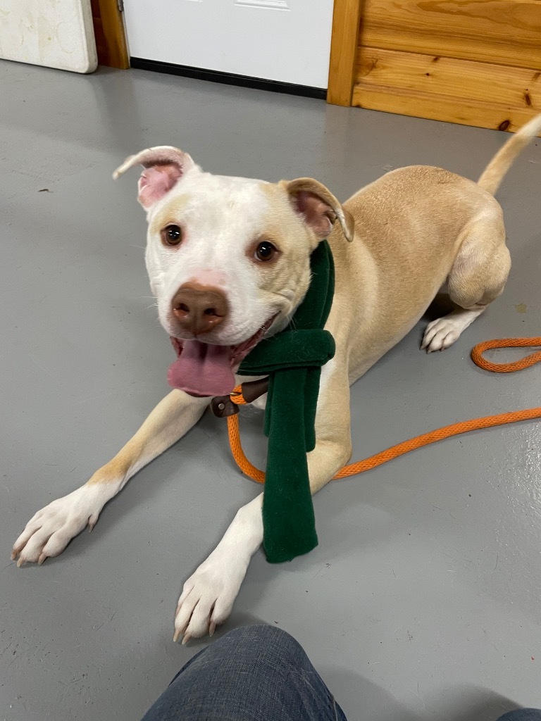 Buddy, an adoptable Pit Bull Terrier in Glenfield, NY, 13343 | Photo Image 6