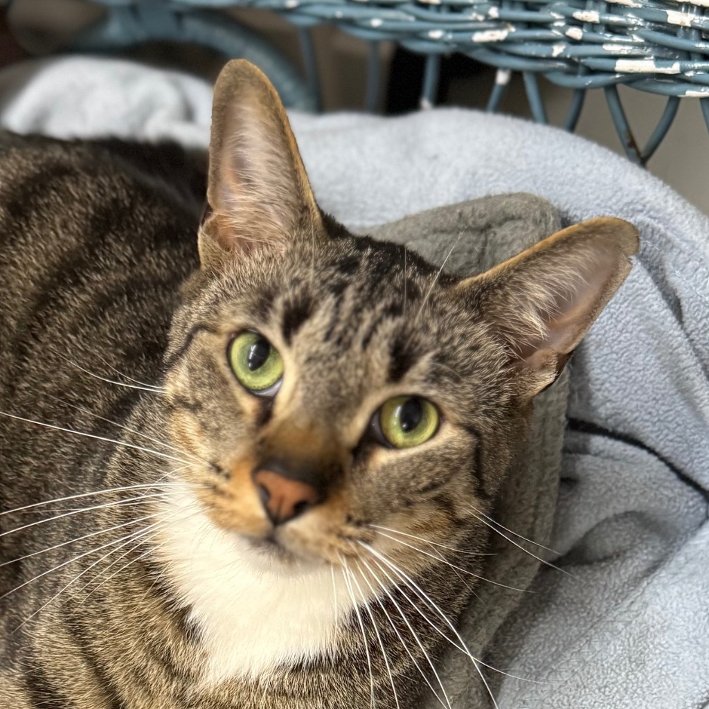 BOXY, an adoptable Domestic Short Hair in Battle Creek, MI, 49017 | Photo Image 1