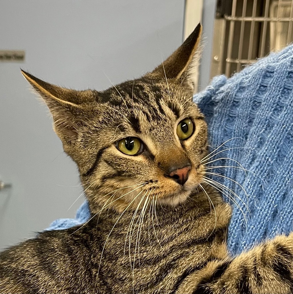 BOXY, an adoptable Domestic Short Hair in Battle Creek, MI, 49017 | Photo Image 2