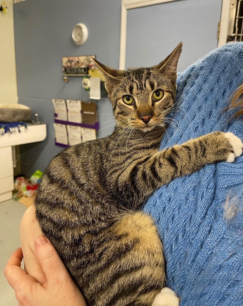 BOXY, an adoptable Domestic Short Hair in Battle Creek, MI, 49017 | Photo Image 3