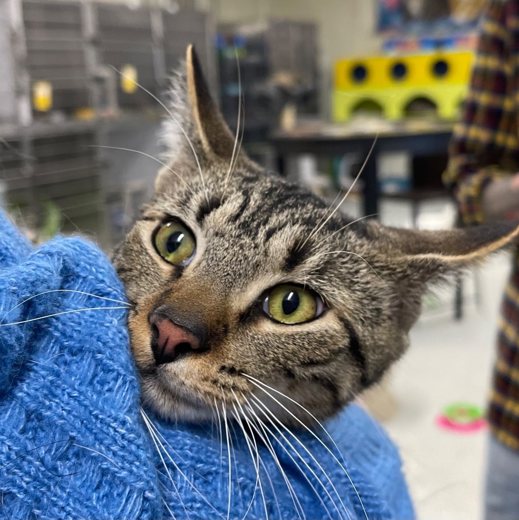 BOXY, an adoptable Domestic Short Hair in Battle Creek, MI, 49017 | Photo Image 3